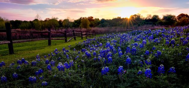 Bluebonnets at sunrise